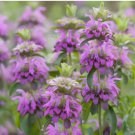 1000 Lemon Mint Seeds, Monarda citriodora, Lemon Horsemint, NON-GMO