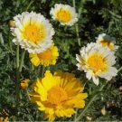 1000 Daisy Garland Chrysanthemum Leaves SEEDS Japanese Greens