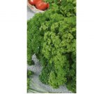 500 Forest Green Parsley Seeds | NON-GMO | Heirloom | Garden Seeds 500 Forest Green Parsley Seeds | NON-GMO | Heirloom | Garden Seeds