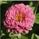 25 Zinnia LUMINOSA PINK Seeds Huge Blooms Butterflies Hummingbirds Non-GMO