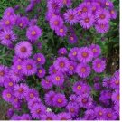 500 New England ASTER Purple Seeds Perennial Heirloom USA Non-GMO