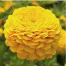 200 Zinnia CANARY BIRD Seeds Fresh Blooms Cut-Flowers Butterflies Non-GMO