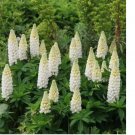 50 Russell Lupine Seeds NOBLE MAIDEN WHITE Hummingbirds Bees Non-GMO