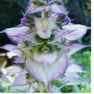 100 Clary Sage Seeds BLUISH WHITE Salvia sclarea 2-4' Perennial Non-GMO