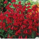 200 Penstemon EATON'S Red Hummingbird Seeds Perennial Beardtongue Non-GMO