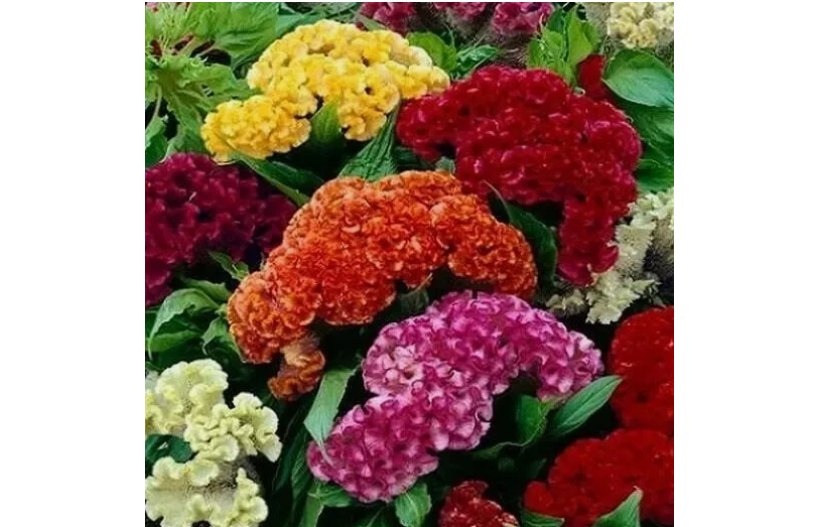 500 Celosia CRISTATA Seeds Mixed Cockscomb Flowers Cut flowers Non-GMO