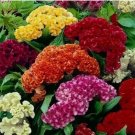 500 Celosia CRISTATA Seeds Mixed Cockscomb Flowers Cut flowers Non-GMO