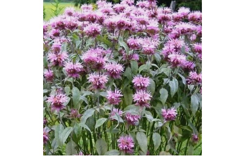 200 BEE BALM Seeds WILD BERGAMOT Perennial Beneficial Bees Hummingbirds Non-GMO