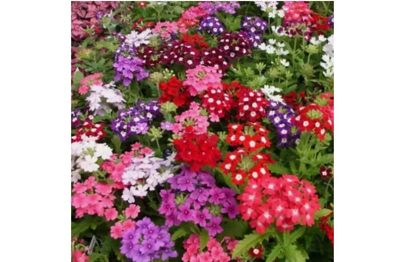 200 Verbena Seeds COMPACTA Dwarf Groundcover Tender Perennial Bees Non-GMO