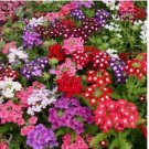 200 Verbena Seeds COMPACTA Dwarf Groundcover Tender Perennial Bees Non-GMO