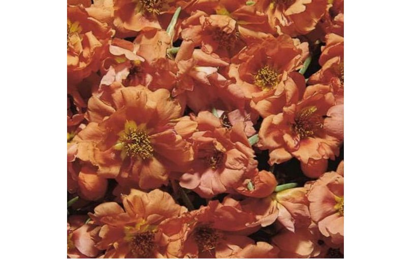 PEACH Moss Rose 'Double Grandiflora' Drought-Tolerant 2500 Seeds