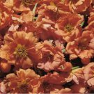 PEACH Moss Rose 'Double Grandiflora' Drought-Tolerant 2500 Seeds