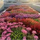 SEDUM SEEDS CONTAINER MIX | STONECROP DROUGHT TOLERANT GROUND COVER 200+ Seeds