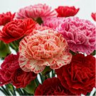 600+ CARNATION DOUBLE MIX SEEDS RARE DIANTHUS FLOWERS BLOOMS