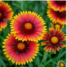 600+ INDIAN BLANKET FLOWER SEEDS | NON-GMO HUMMINGBIRD BEE MAGNET US