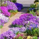 ROCK CRESS SEEDS 500+ ROYAL HUMMINGBIRD SPRING MIX GROUND COVER DEER RESISTANT
