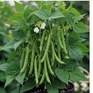 BLUE LAKE BUSH GREEN BEAN SEEDS | 40+ HEIRLOOM NON-GMO | GARDEN BLUE LAKE BUSH GREEN BEAN SEEDS | 40+ HEIRLOOM NON-GMO | GARDEN