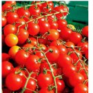 CHERRY TOMATOES SUPER SWEET LARGE SEEDS 250+ SWEET TASTY HEIRLOOM NON-GMO RARE