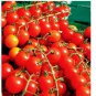 CHERRY TOMATOES SUPER SWEET LARGE SEEDS 250+ SWEET TASTY HEIRLOOM NON-GMO RARE