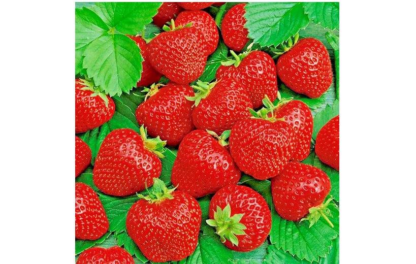 ALI BABA STRAWBERRY SEEDS 200 SPRING PERENNIAL HEIRLOOM NON-GMO FRUIT USA