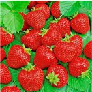 ALI BABA STRAWBERRY SEEDS 200 SPRING PERENNIAL HEIRLOOM NON-GMO FRUIT USA