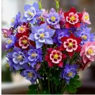 COLUMBINE MCKANA GIANTS SEEDS PERENNIAL SPRING MIX FLOWER BEES 400 Seeds