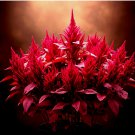 MIDNIGHT AMARANTH SEEDS 2000+ VEGETABLE RARE NON-GMO HEIRLOOM