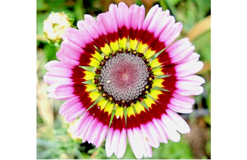 PAINTED DAISY TRICOLOR SPRING MIX SEEDS 2000+ GIGANTIC FLOWERS