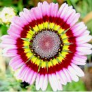 PAINTED DAISY TRICOLOR SPRING MIX SEEDS 2000+ GIGANTIC FLOWERS
