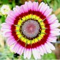 PAINTED DAISY TRICOLOR SPRING MIX SEEDS 2000+ GIGANTIC FLOWERS