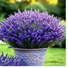 LAVENDER VERA SEEDS 800+ PERENNIAL SPRING MOSQUITO PEST REPELLENT
