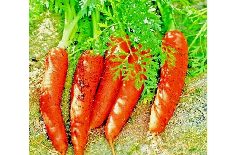 CARROT SEEDS 2000+ SPRING VEGETABLE GARDEN NON-GMO SWEET HEIRLOOM SALADS USA