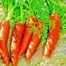 CARROT SEEDS 2000+ SPRING VEGETABLE GARDEN NON-GMO SWEET HEIRLOOM SALADS USA