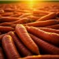 CARROT SEEDS 2000+ SPRING VEGETABLE GARDEN NON-GMO SWEET HEIRLOOM SALADS USA