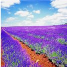 LAVENDER VERA SEEDS 1200+ SPRING MOSQUITO INSECT REPELLENT PERENNIAL