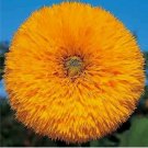 DOUBLE TALL TEDDY SUNFLOWER SEEDS 50+ SPRING NON-GMO GIANT RARE BUTTERFLIES USA