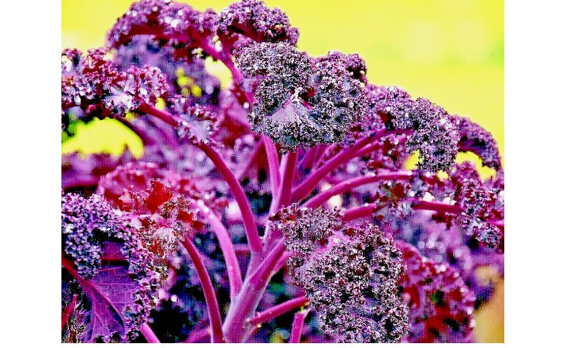 KALE ORNAMENTAL BORECOLE SPRING RED SEEDS 300+ GARDEN BEAUTIFUL DEER RESISTANT