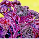 KALE ORNAMENTAL BORECOLE SPRING RED SEEDS 300+ GARDEN BEAUTIFUL DEER RESISTANT