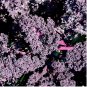 KALE ORNAMENTAL BORECOLE SPRING RED SEEDS 300+ GARDEN BEAUTIFUL DEER RESISTANT