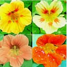 NASTURTIUM SPRING MIX SEEDS 60+ DROUGHT SHADE TOLERANT FLOWERS DWARF