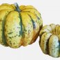 SWEET SQUASH SPRING VEGETABLE TASTY 20 SEEDS PUMPKIN TASTY HEIRLOOM NON-GMO USA