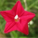 10  CARDINAL CLIMBER SEEDS HUMMINGBIRD VINE RARE BEES FLOWER BLOOMS TRELLIS USA