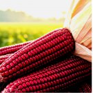 STRAWBERRY RARE RUBY CORN 100+ SEEDS RED HEIRLOOM NON-GMO POPCORN