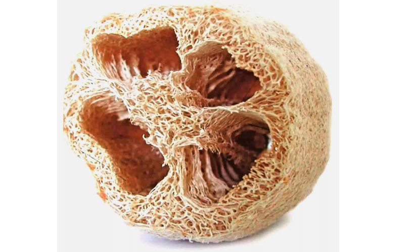 LOOFAH 10 SEEDS SPONGE LUFFA VEGETABLE SPRING HEIRLOOM VINE GOURD LOOFA NON-GMO