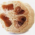 LOOFAH 10 SEEDS SPONGE LUFFA VEGETABLE SPRING HEIRLOOM VINE GOURD LOOFA NON-GMO