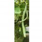 LOOFAH 10 SEEDS SPONGE LUFFA VEGETABLE SPRING HEIRLOOM VINE GOURD LOOFA NON-GMO
