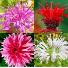 20+ BERGAMOT  SEEDS MONARDA SPRING MIX PERENNIAL RARE HUMMINGBIRD PLANT BEE BALM