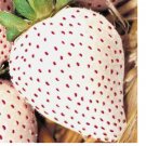 WHITE WONDER STRAWBERRY SEEDS 200  SPRING PERENNIAL HEIRLOOM NON-GMO FRUIT USA