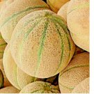 HONEY ROCK SPRING CANTALOUPE MELON HONEYROCK HEIRLOOM NON-GMO 100+ SEEDS