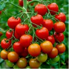 ROMA TOMATO SEEDS 200+ NON-GMO SPRING VEGETABLE GARDEN HEIRLOOM TASTY SAUCES USA